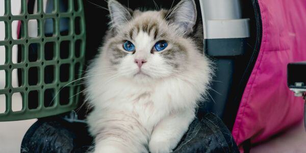 How to Help Your Cat With Car Anxiety & Carsickness - Cat Anxiety Support For Car Rides